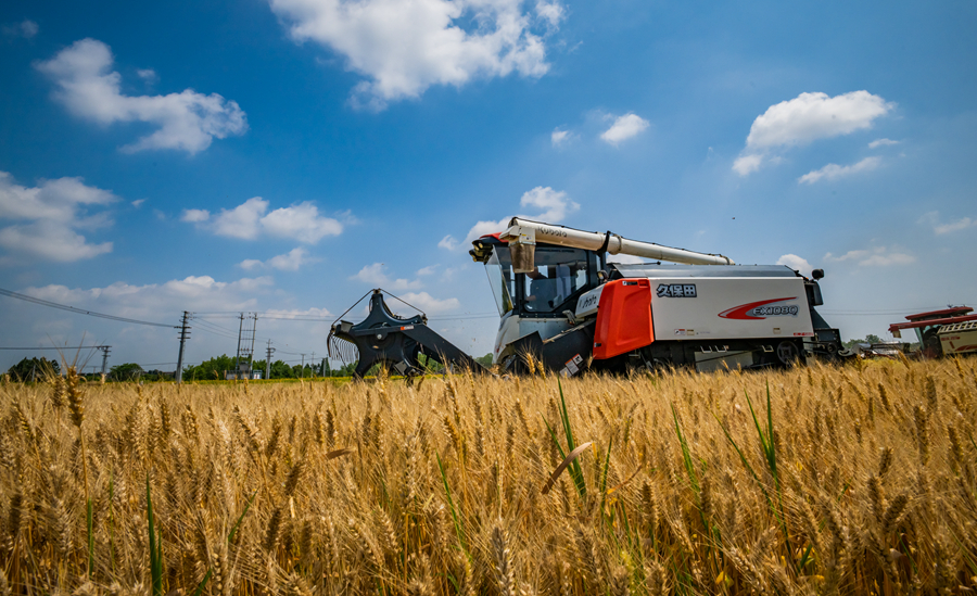 碧空如洗，收割機(jī)穿梭于麥浪之間。劉列攝