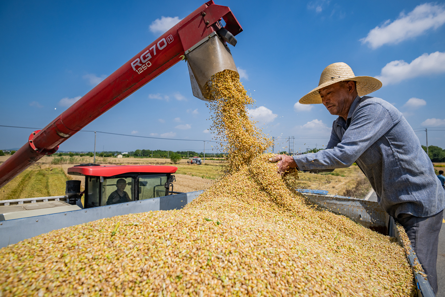 麥穗被卷入收割機(jī)，收割、脫粒、除雜一氣呵成。劉列攝