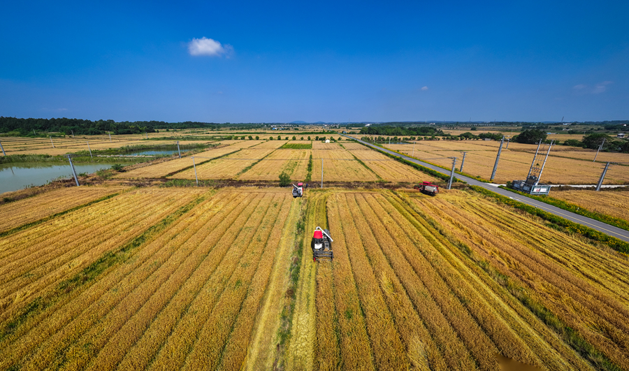 麥田鳥瞰。劉列攝 