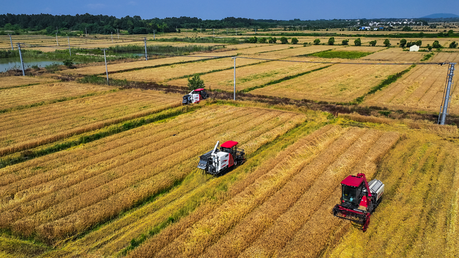 收割機(jī)擺開(kāi)陣勢(shì)，穿梭忙碌。劉列攝