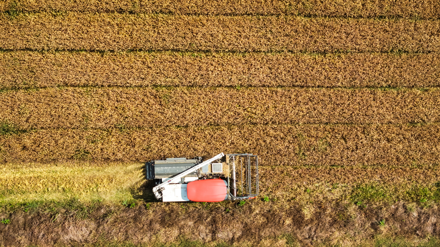 田野間，收割機來回穿梭。劉列攝