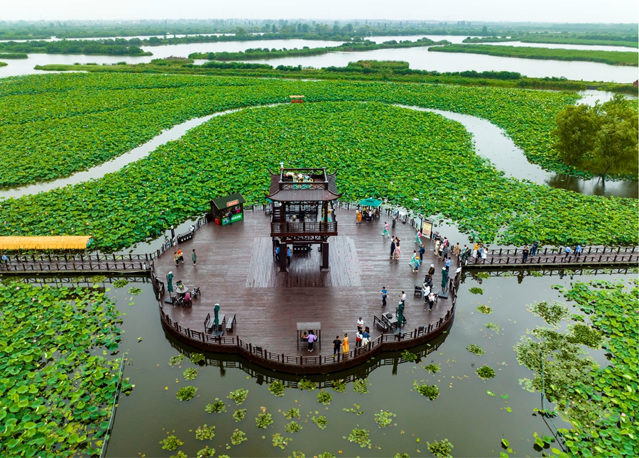 萬畝荷塘景區(qū)內(nèi)，荷花漸次開放。周社根攝