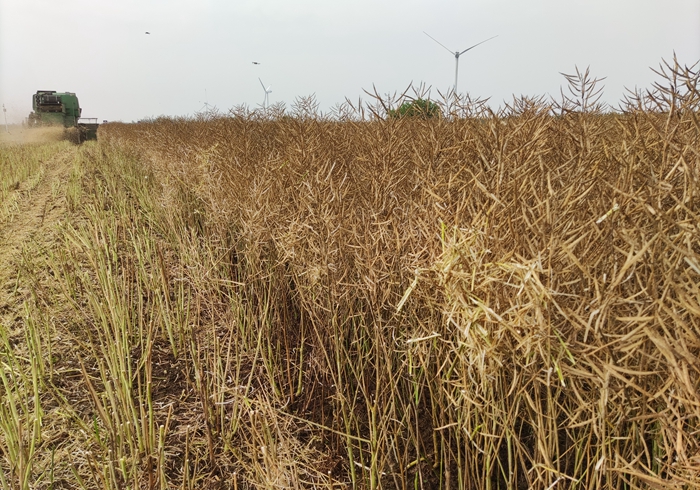 當?shù)佧}堿地油菜的豐收場景。東臺市農(nóng)業(yè)技術推廣中心供圖