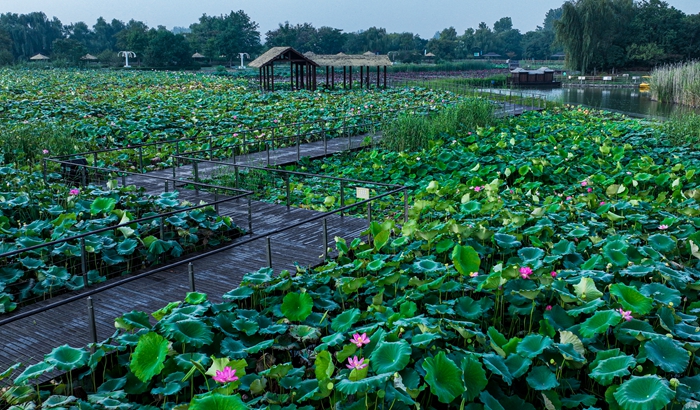 浦口西埂蓮鄉(xiāng)。浦口區(qū)委宣傳部供圖