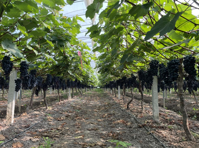 灌南某葡萄種植園。灌南縣委宣傳部供圖