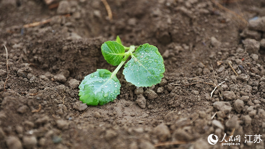 剛種下的甘藍(lán)苗。人民網(wǎng) 余樂攝