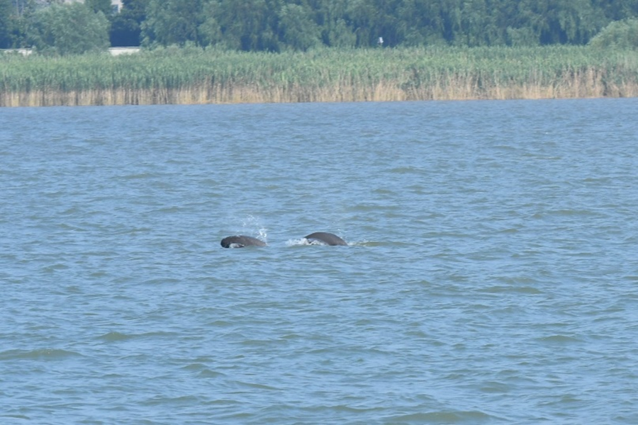 “母子豚”在江面戲水。汪正飛攝
