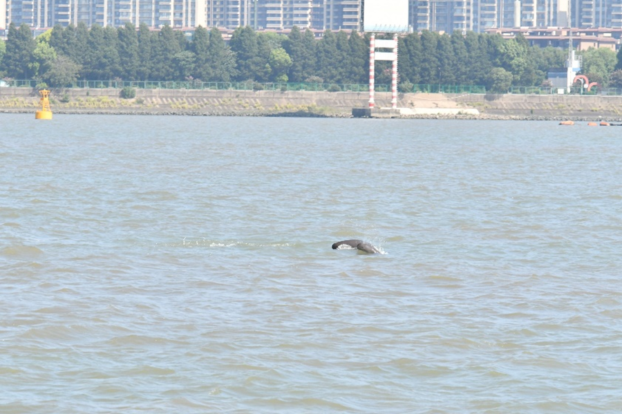 “母子豚”在江面戲水。汪正飛攝