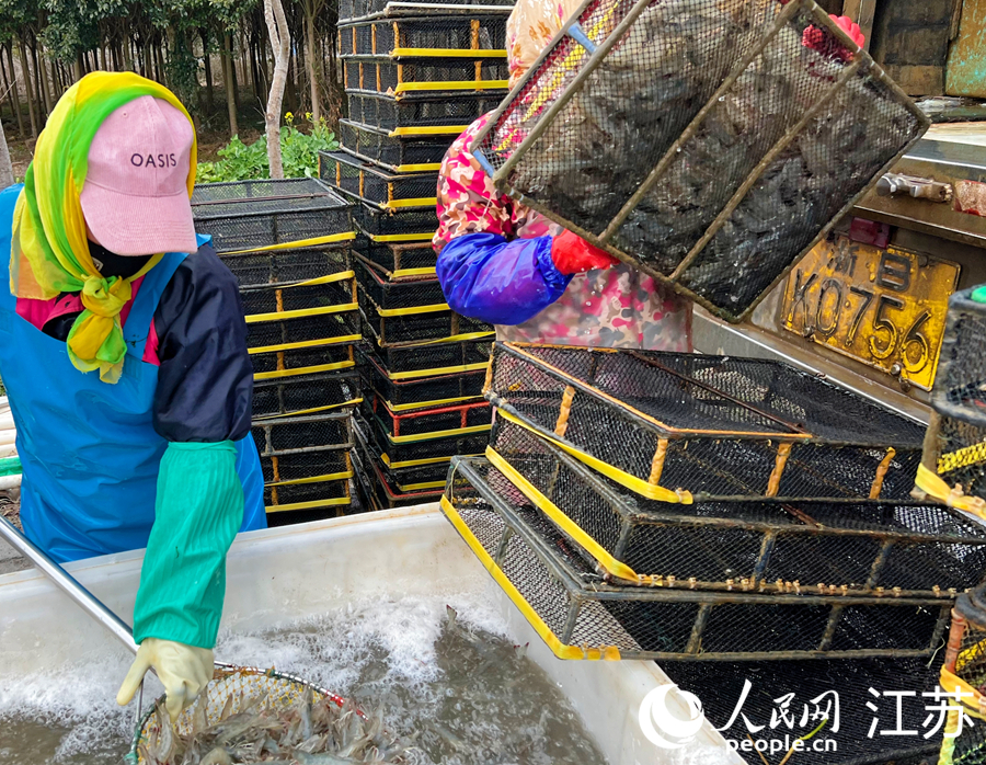 養(yǎng)殖戶正在裝運(yùn)待售的成品蝦。人民網(wǎng)記者 王繼亮攝