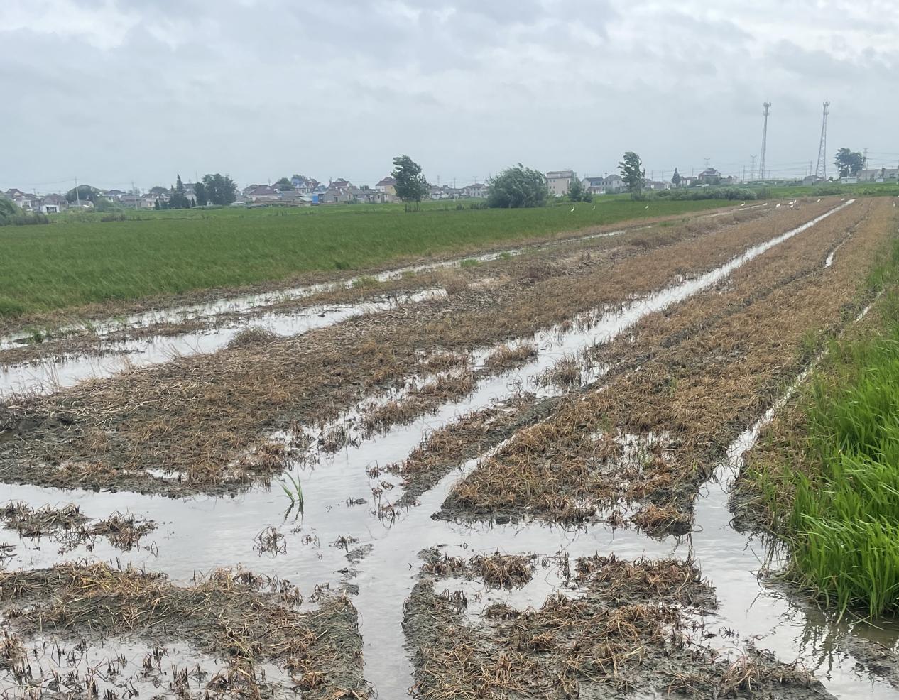 高郵市甘垛鎮(zhèn)周立昌的承包田里秧苗枯死后的場(chǎng)景。 受訪(fǎng)者供圖