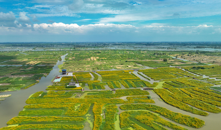 初秋的垛田花海風光。周社根攝