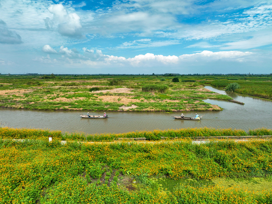 垛田間不時有農(nóng)民乘船穿行。周社根攝