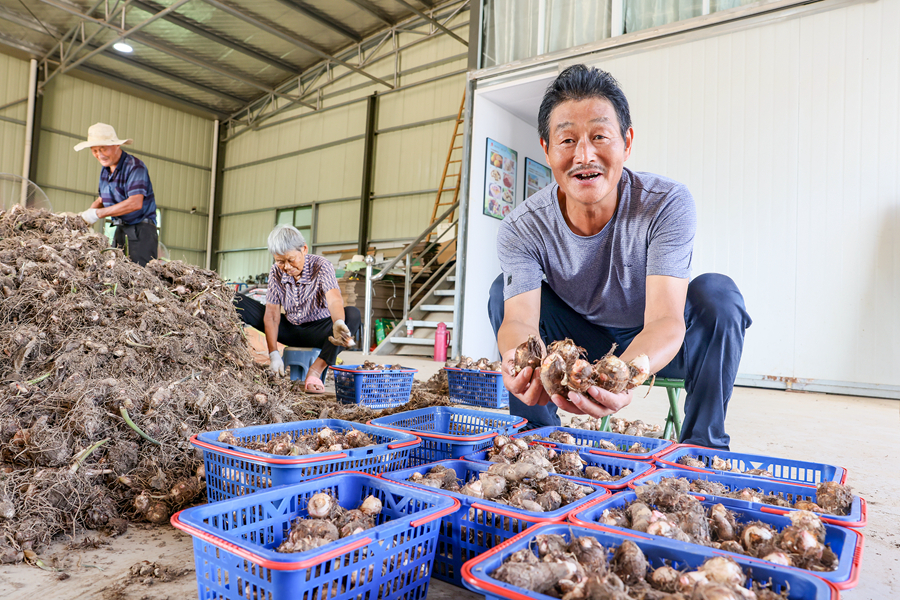 農(nóng)民向直播鏡頭展示香沙芋。盛義攝