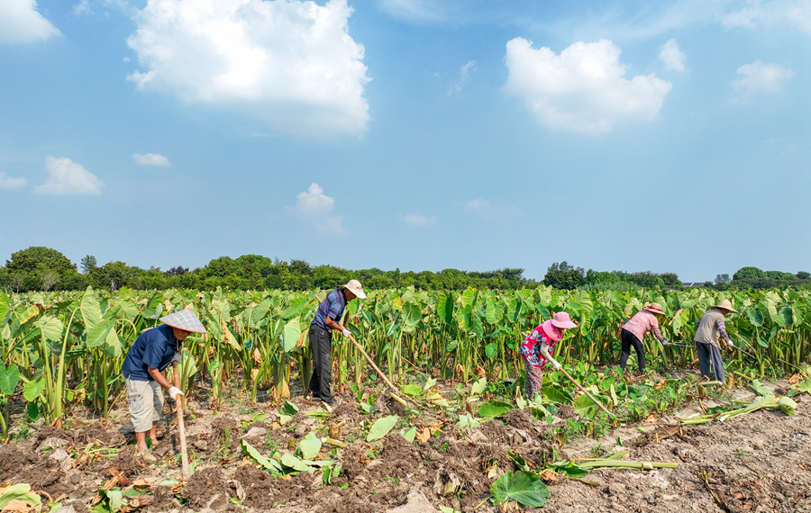 采挖香沙芋。盛義攝