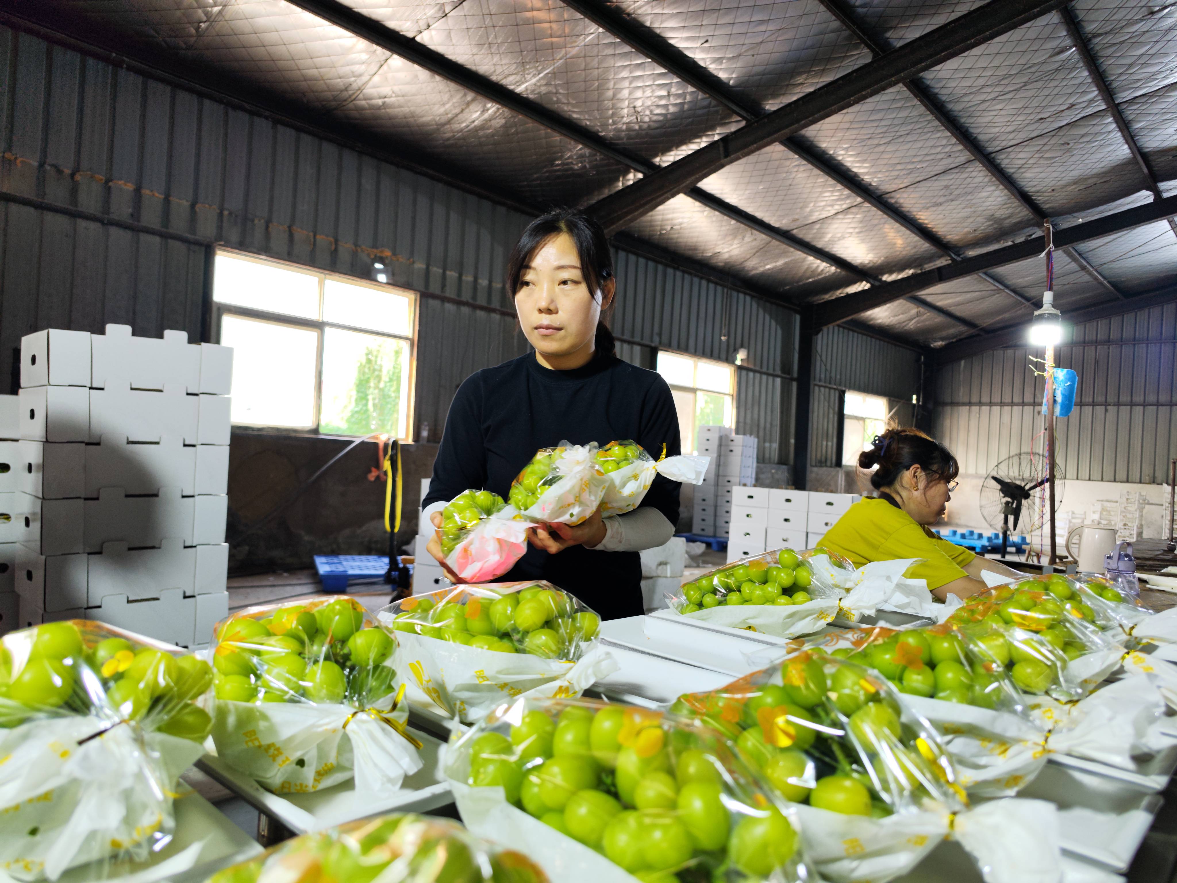 包裝精致的葡萄。灌南縣委宣傳部供圖