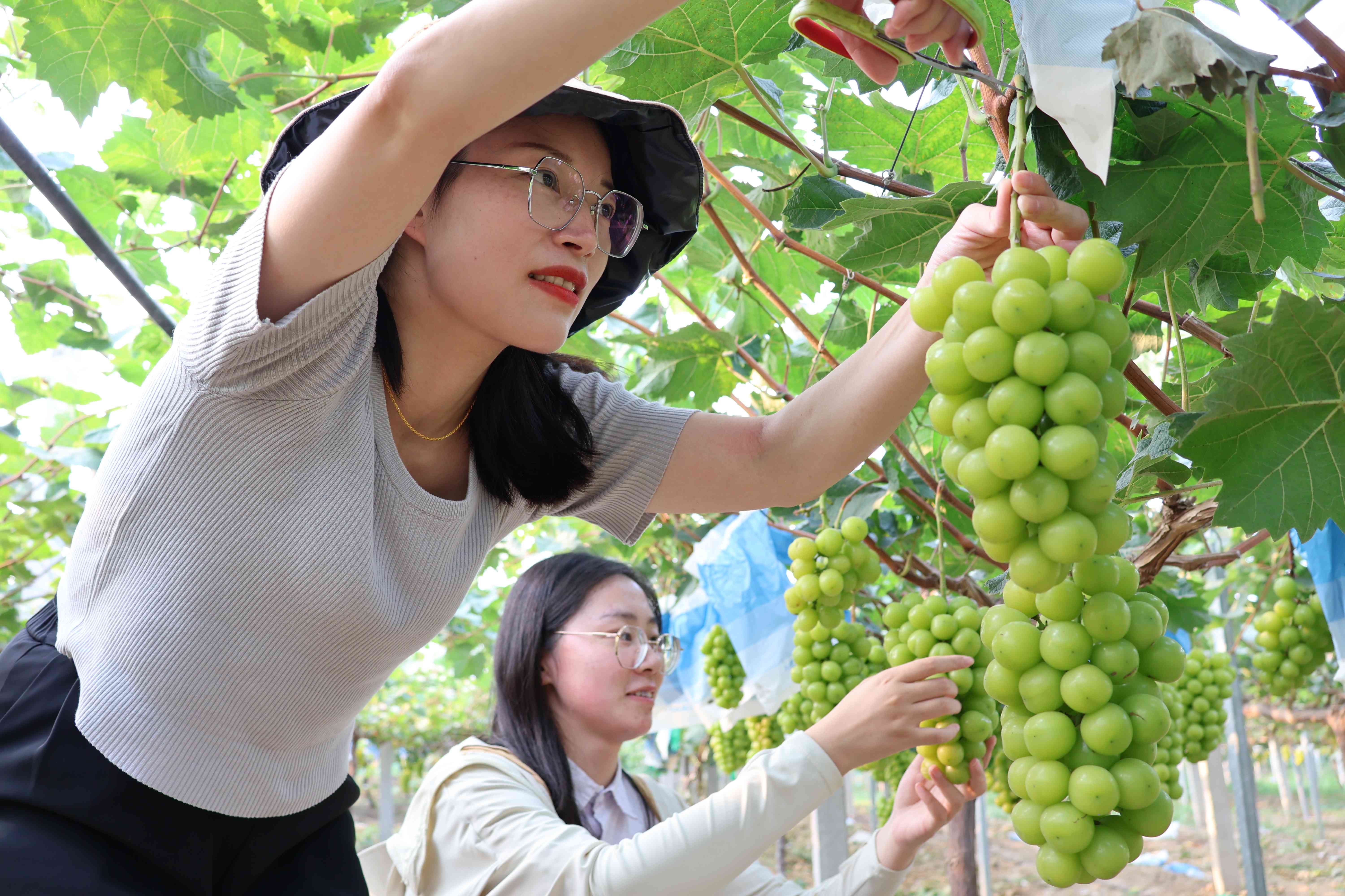 游客體驗采摘葡萄。灌南縣委宣傳部供圖