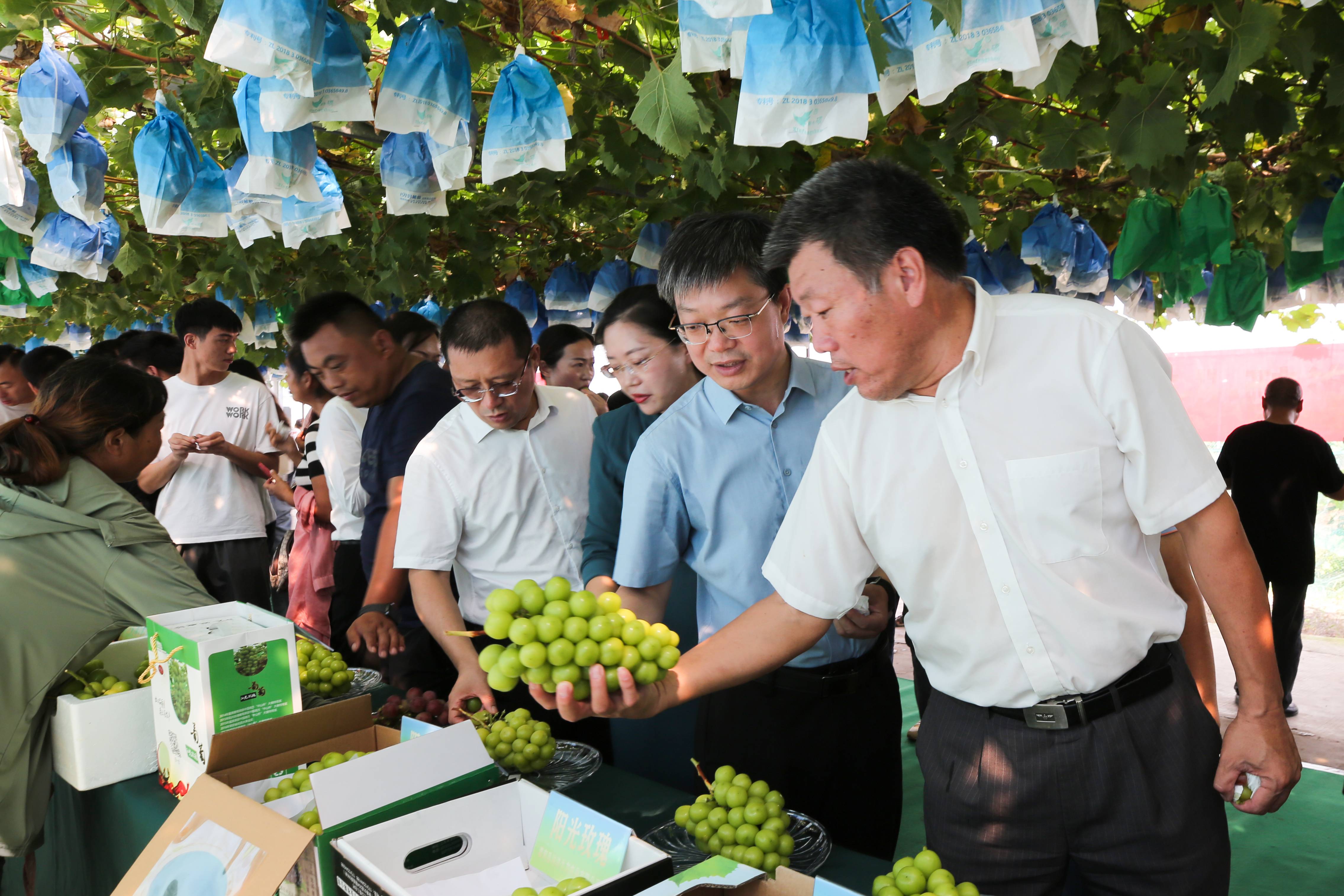 與會(huì)嘉賓參加葡萄推介展會(huì)。灌南縣委宣傳部供圖