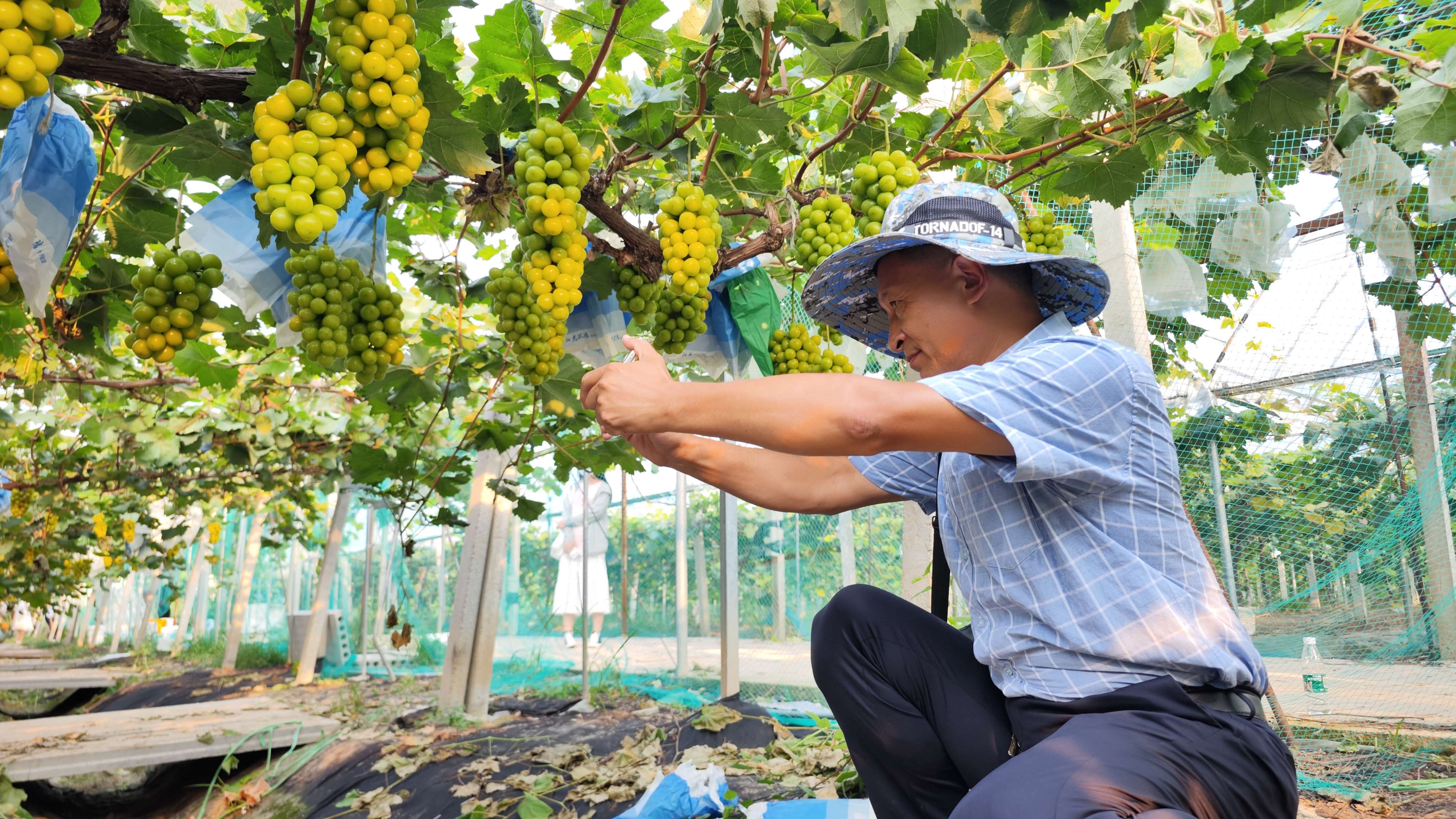 葡萄豐收。灌南縣委宣傳部供圖