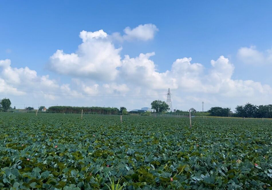 “水鄉(xiāng)”姜堰湖景。姜堰煙草供圖