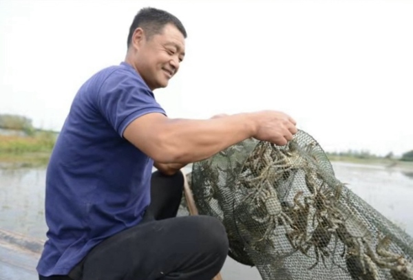 養(yǎng)殖戶化勇正在捕撈螃蟹。受訪者供圖