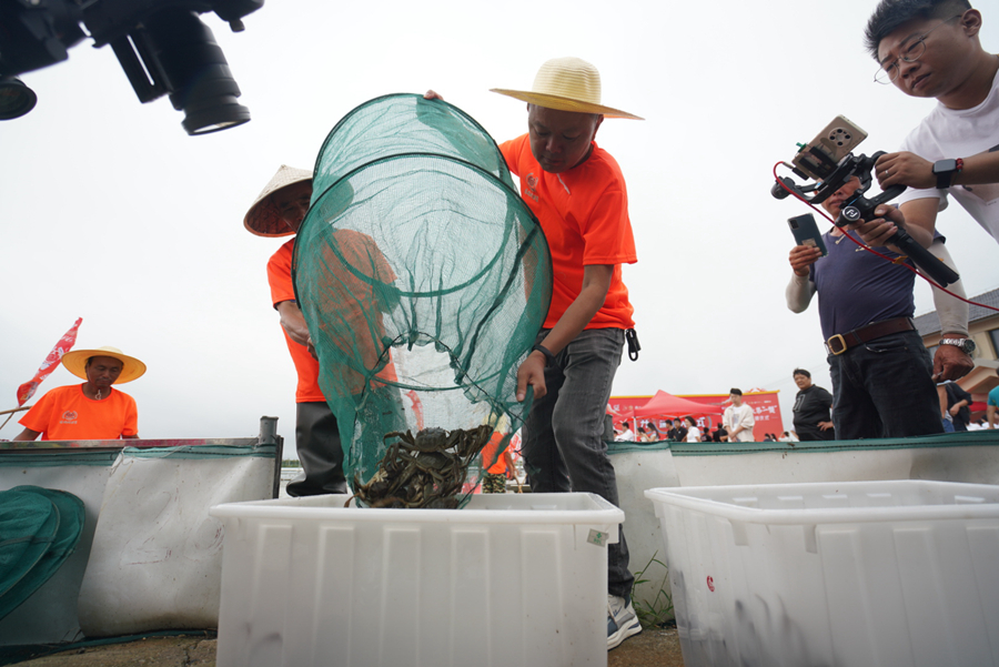 新蟹入箱等待分揀。馬義超攝