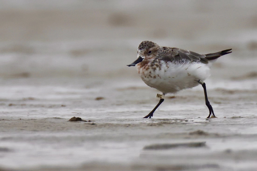 秋遷而至的勺嘴鷸。李東明攝