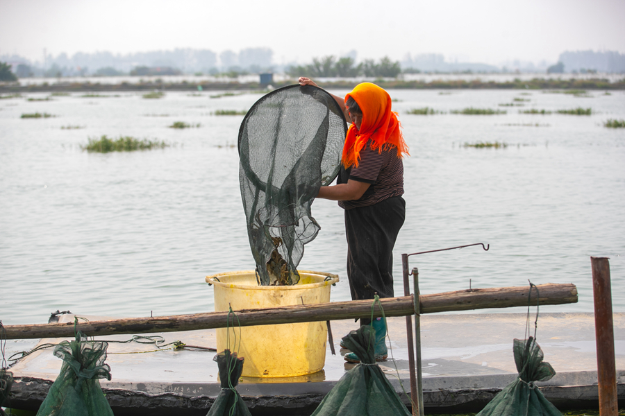 蟹農(nóng)將收獲的大閘蟹裝入桶中。周社根攝