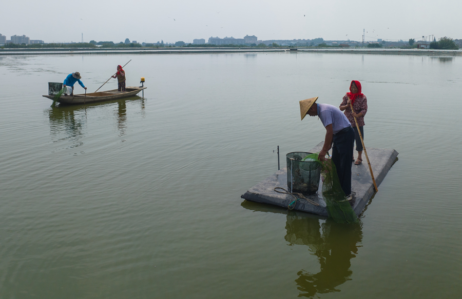 蟹農(nóng)們?cè)陴B(yǎng)殖基地內(nèi)捕撈大閘蟹。周社根攝