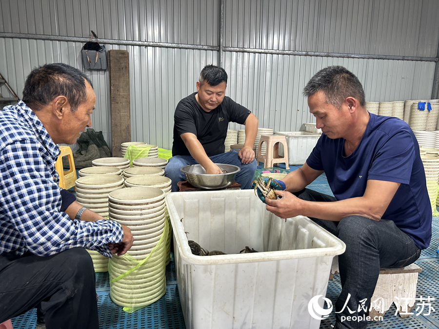 經(jīng)營(yíng)戶根據(jù)大閘蟹質(zhì)量進(jìn)行分揀。人民網(wǎng) 王丹丹攝