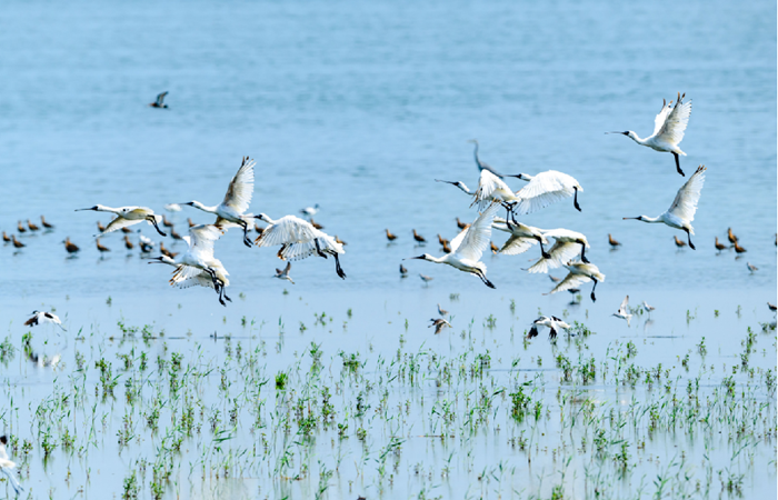 野鹿蕩如今風(fēng)景如畫。鹽城市委宣傳部供圖