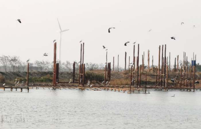 依然佇立的鶴樁。鹽城市委宣傳部供圖