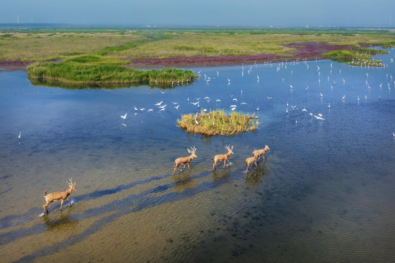 鹽城濱海濕地上鳥飛鹿鳴。 陳榮攝