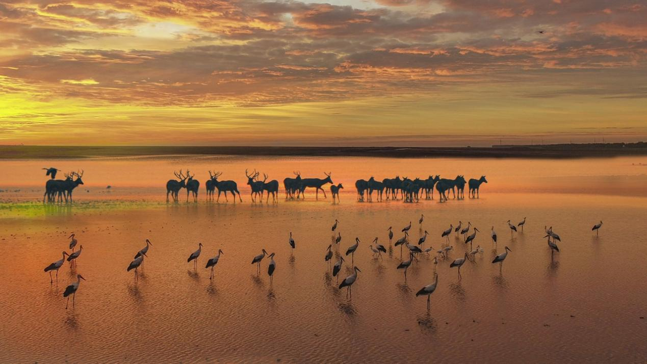 大豐野鹿蕩。 鹽城市大豐區(qū)委宣傳部供圖
