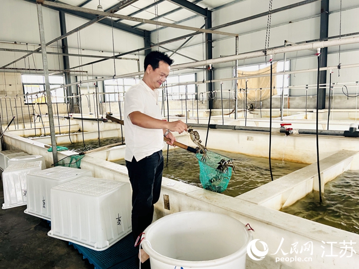 大閘蟹加工企業(yè)員工撈起暫養(yǎng)區(qū)的大閘蟹。人民網(wǎng) 王丹丹攝