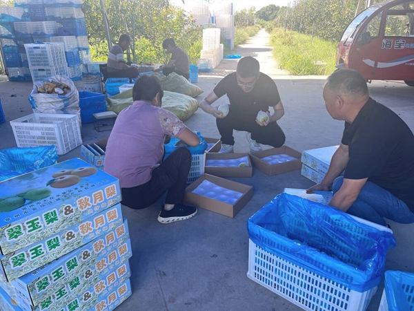 助農(nóng)志愿者幫助果農(nóng)進(jìn)行產(chǎn)品包裝。王繼鐸攝