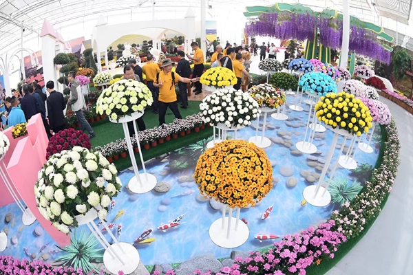 南京江寧湖熟菊花展現(xiàn)場。萬程鵬攝