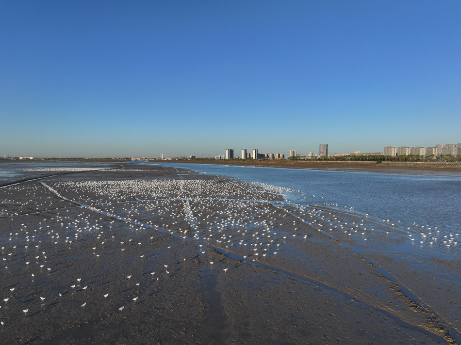 江蘇連云港海州灣沿海濕地迎來大批反嘴鷸。司偉攝
