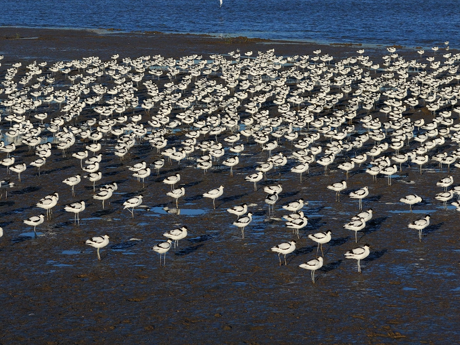江蘇連云港海州灣沿海濕地迎來大批反嘴鷸。徐國新攝