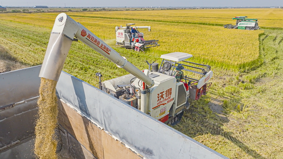 顆顆金黃稻粒涌進糧車。傅志偉攝