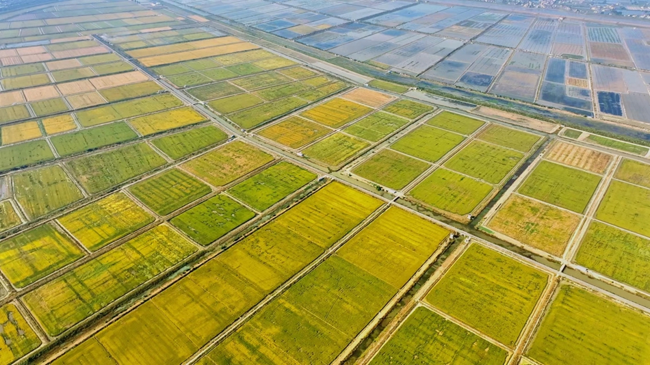 勝利圩高標(biāo)準(zhǔn)農(nóng)田鳥瞰。姜瑤攝