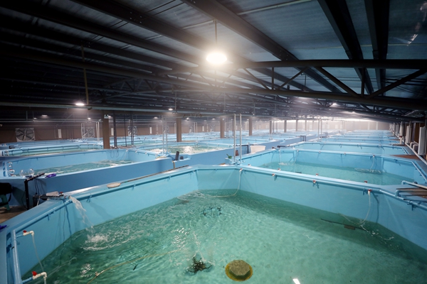 海馬養(yǎng)殖池。姚紹莊攝