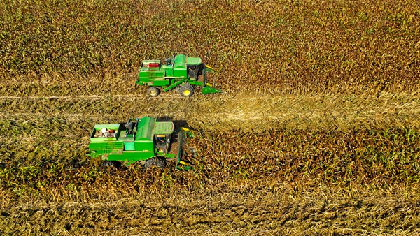 灌南縣萬(wàn)畝高粱喜獲豐收。灌南縣委宣傳部供圖