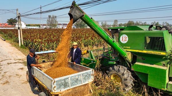 收獲的高粱裝進(jìn)運(yùn)糧車(chē)。灌南縣委宣傳部供圖