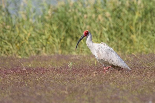 朱鹮放歸后駐足覓食。周晨曦?cái)z