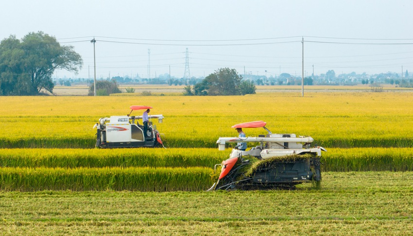 農(nóng)民搶抓晴好天氣忙收割。周社根攝