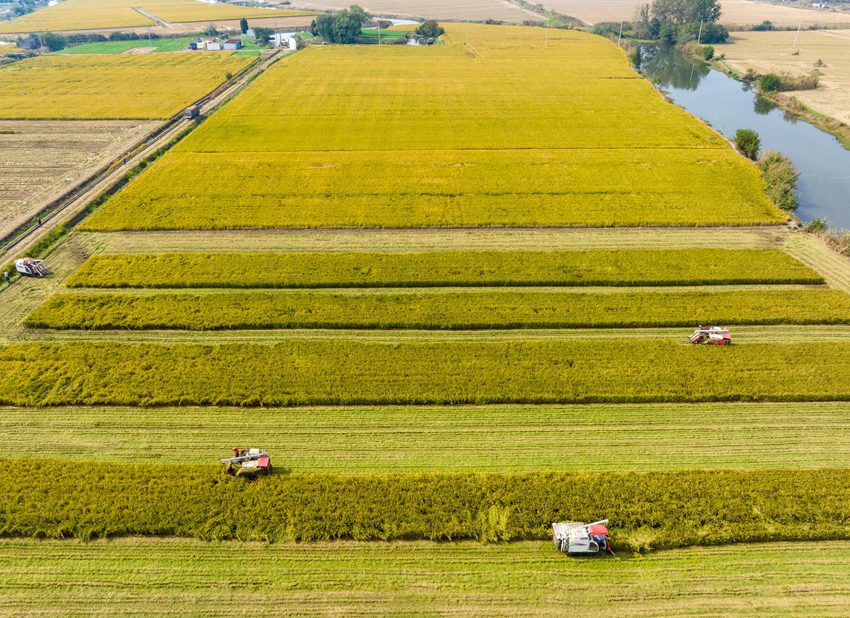 秋日田間一派忙碌的景象。周社根攝