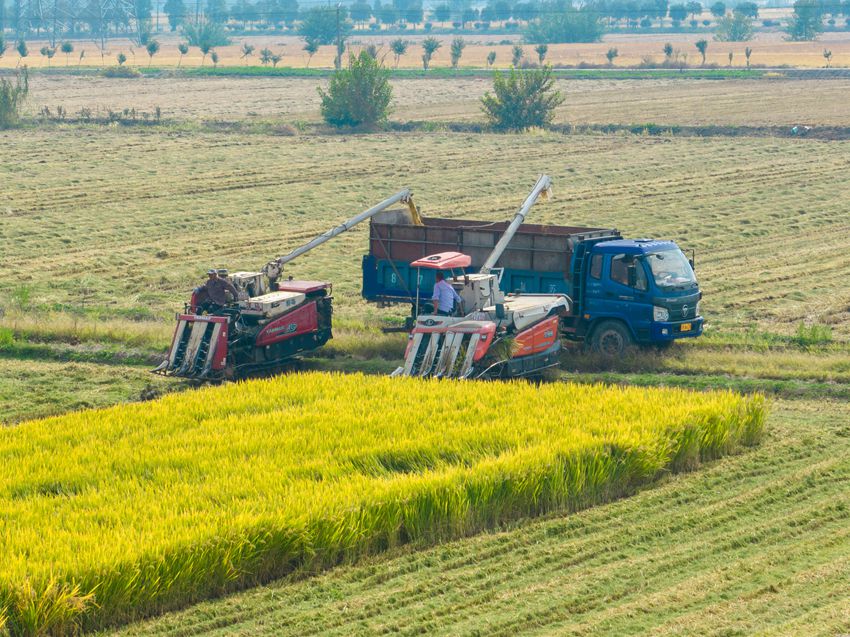 收割機(jī)卸下剛收獲的稻谷。周社根攝