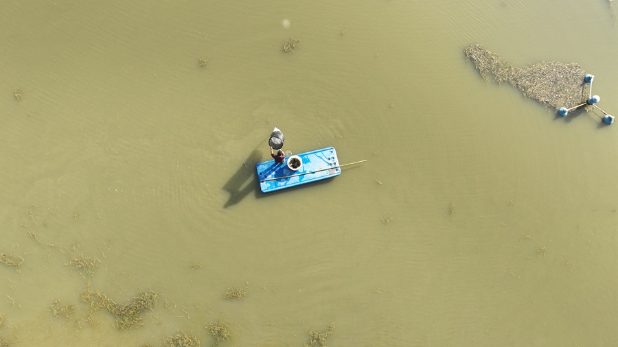 蟹農在養(yǎng)殖基地捕蟹。嚴榮剛攝