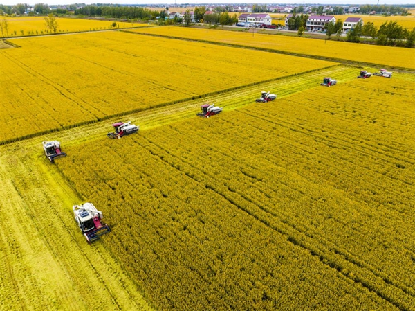 秋糧收獲現(xiàn)場。連云港縣委宣傳部供圖