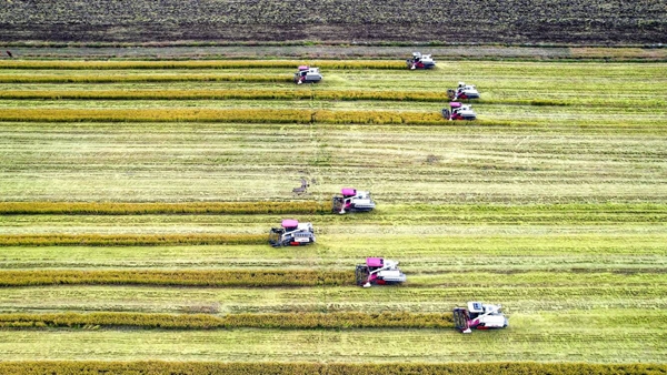 秋糧收獲現(xiàn)場。東?？h委宣傳部供圖